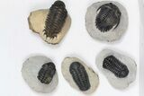 Lot: Assorted Devonian Trilobites - Pieces #84732-2